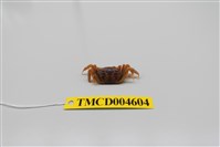 藏品(萬歲大眼蟹)的圖片